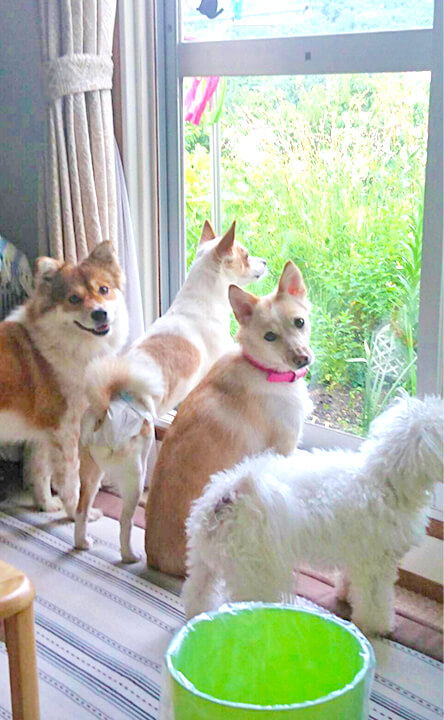 NPO法人わんハート活動内容1