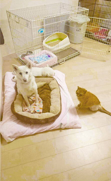 NPO法人わんハート活動内容2