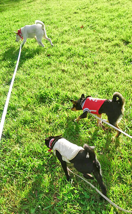 NPO法人わんハート活動内容3