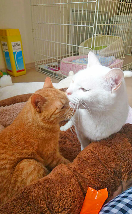 NPO法人わんハート活動内容4