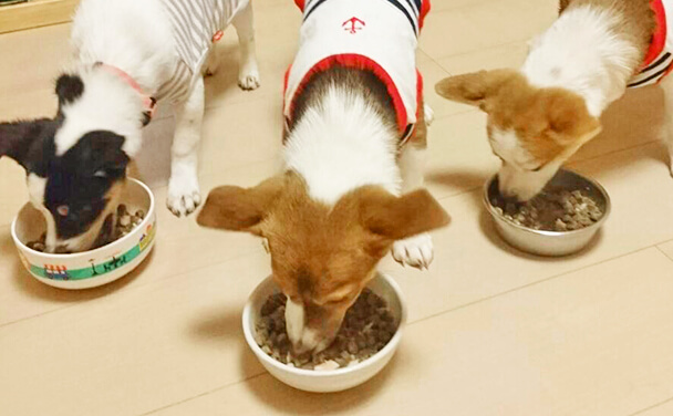 NPO法人わんハートの特徴1