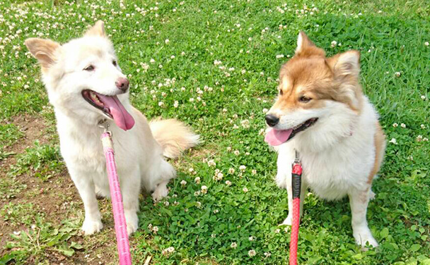 NPO法人わんハートの特徴2